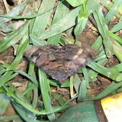 Erebidae