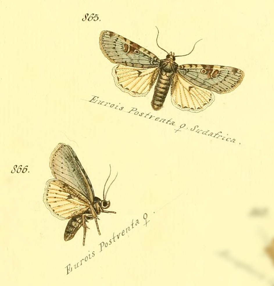 Lycophotia postventa