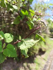 Aristeguietia lamiifolia