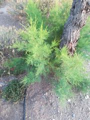 Tamarix aphylla