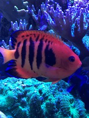 Centropyge loriculus