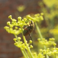 Macrodactylus mexicanus