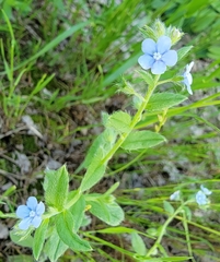Thyrocarpus sampsonii