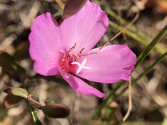 Clarkia rubicunda