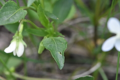 Viola accrescens
