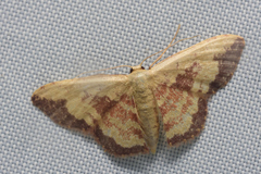 Idaea vacillata