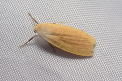 Manulea fuscodorsalis