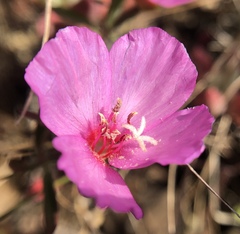 Clarkia rubicunda