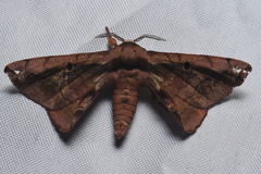 Prismosticta microprisma