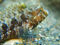 Parablennius tentacularis