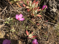 Clarkia rubicunda