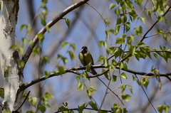 Parus major