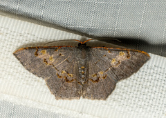 Serratophyga subangulata