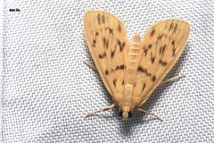 Tabidia obvia
