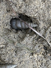 Cerithideopsis californica