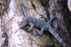 Varanus salvator bivittatus