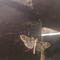 Polythlipta