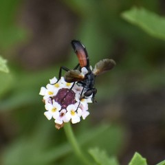 Cylindromyia bicolor