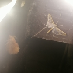 Polythlipta