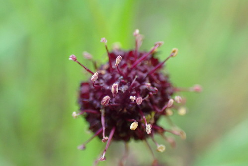 iNaturalist observation photo of Purple Sanicle