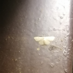 Polythlipta