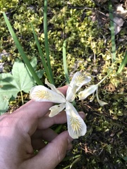 Iris chrysophylla