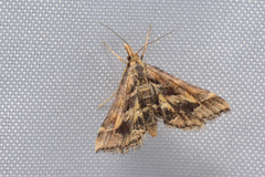 Diasemia accalis