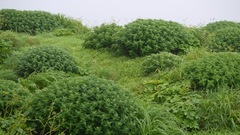 Strobilanthes sessilis