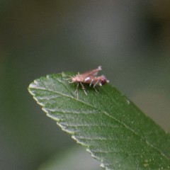Strobisia proserpinella