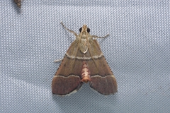 Stemmatophora flavicaput