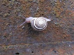 Cepaea hortensis