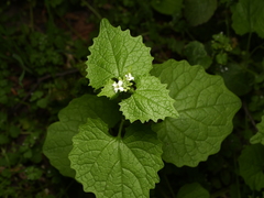 Alliaria petiolata