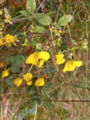 Calceolariaceae