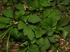 Geum urbanum