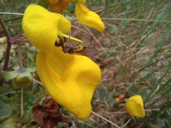 Calceolariaceae
