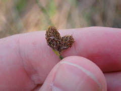 Fuirena scirpoidea