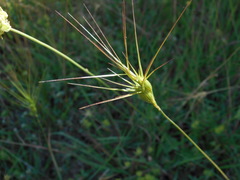 Aegilops