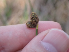 Fuirena scirpoidea