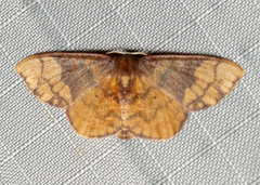 Metallaxis semipurpurascens