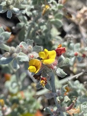 Acmispon distichus