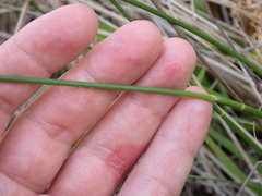 Fuirena scirpoidea