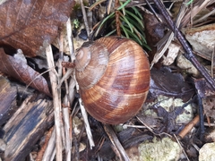 Helix pomatia