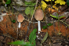 Coprinellus radians