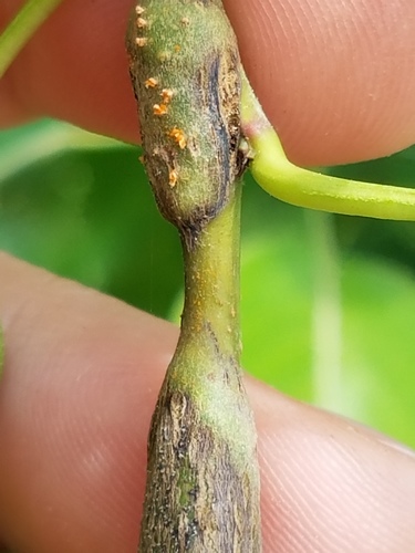 Pear Rust