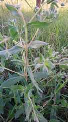 Trichodesma zeylanicum