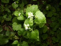 Alliaria petiolata