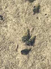 Cerithideopsis californica