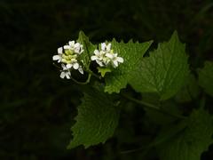 Alliaria petiolata