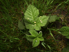 Rubus