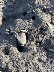 Cerithideopsis californica
